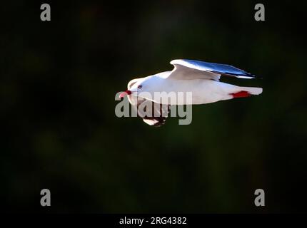 Gull à bec rouge (Chericocephalus novaehollandiae scopulinus) sur l'île du Sud en Nouvelle-Zélande, Banque D'Images