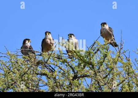 faucon à cou roux (Falco chicquera) en Namibie. Quatre faucons perchés dans un arbre. Banque D'Images