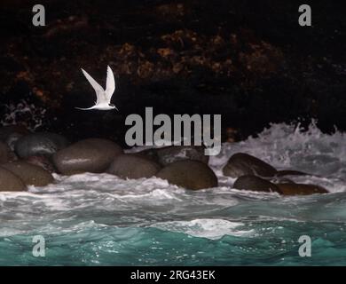 Sterne à fronces blanches (Sterna striata striata) adulte en Nouvelle-Zélande. En vol devant la côte de la péninsule d'Akaroa. Banque D'Images