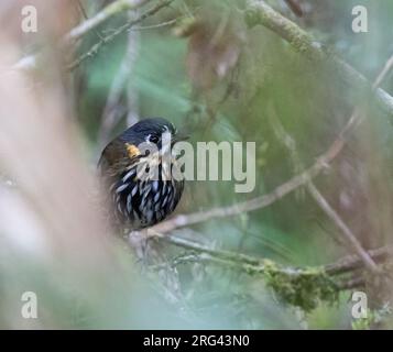 Antipitta à face de croissant (Grallaricula lineifrons) perchée dans le sous-étage de la forêt pluviale montagnarde équatorienne. Banque D'Images