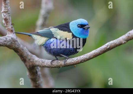 Tanager à col bleu (Stilpnia cyanicollis) à Huila, Colombie. Banque D'Images