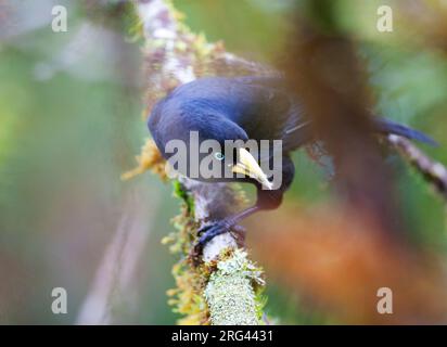 Cacique (Cacicus uropygialis uropygialis) perchée sur une branche de la loge San Isidro en Équateur. Également connu sous le nom de Cacique subtropical. Banque D'Images