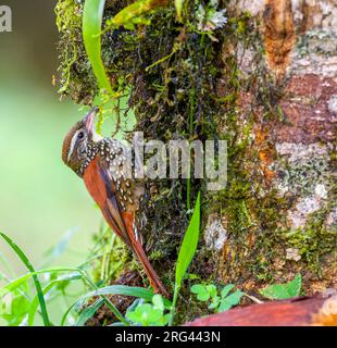 Précurseur perlé (Margarornis squamiger) au Lodge San isidro, versant est des Andes, Equateur. Attraper un insecte. Banque D'Images