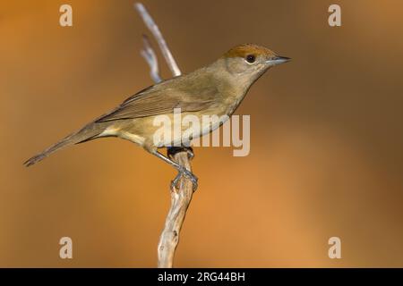 Femelle eurasienne Blackcap (Sylvia atricapilla) en Italie. Banque D'Images