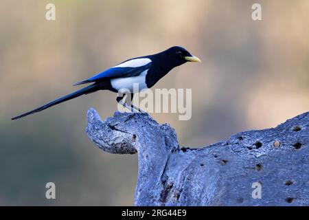 Magpie à bec jaune (Pica nutalli) adulte perché sur une branche Banque D'Images