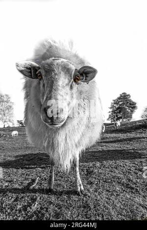 Drenthe Heath Moutons sur le Drents-Friese Wold Banque D'Images