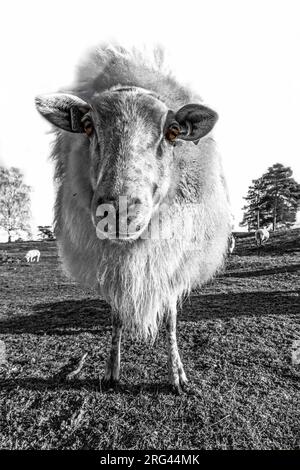 Drenthe Heath Moutons sur le Drents-Friese Wold Banque D'Images