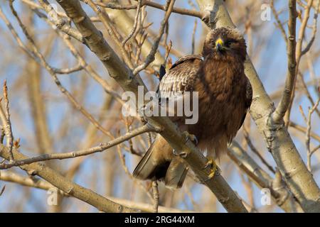 Dwergarend in een boom ; Aigle botté perché dans un arbre Banque D'Images