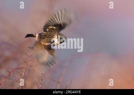 Hivernage de Stonechat européen mâle (Saxicola rubicola) dans une végétation basse en Italie. Photographié à la lumière de fin d'après-midi. Banque D'Images