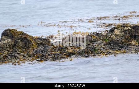 Otter (Lutra lutra) pêche et manger dans la baie, Hillswick, Shetland Banque D'Images