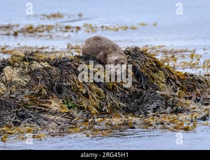 Otter (Lutra lutra) pêche et manger dans la baie, Hillswick, Shetland Banque D'Images