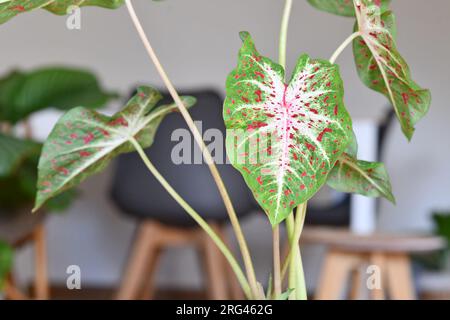 Gros plan de feuille de Caladium exotiques coeurs désirent plante d'intérieur avec des taches rouges Banque D'Images