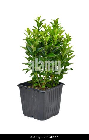 Plante d'arbre à fuseau 'Euonymus radicans Green Rockett' en pot sur fond blanc Banque D'Images