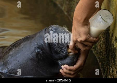 Lamantin sauvé du trafic illégal d'espèces sauvages en Amazonie Banque D'Images