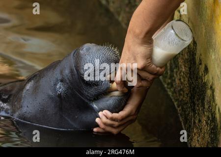 Lamantin sauvé du trafic illégal d'espèces sauvages en Amazonie Banque D'Images