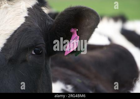 Gros plan sur les pattes de rosée violettes étiquettes d'identification de l'oreille attachées à l'oreille de la vache laitière de la Frise Holstein Banque D'Images