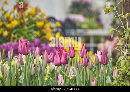 Tulipes printanières dans un jardin anglais à Devon, Grande-Bretagne. Banque D'Images