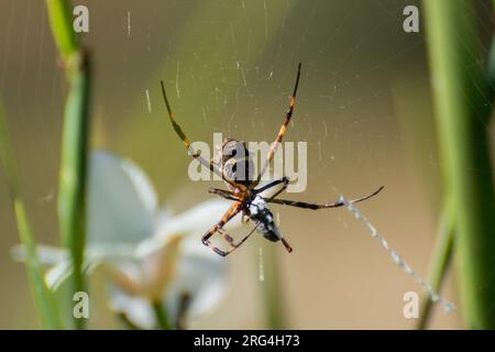 araignée sur toile mangeant un insecte Banque D'Images