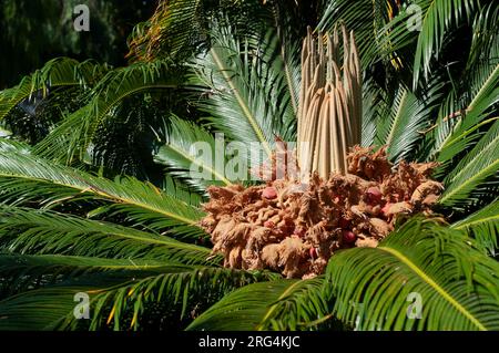 Italie, Ligurie, palmier sagou, Cycas revoluta, graines matures Banque D'Images