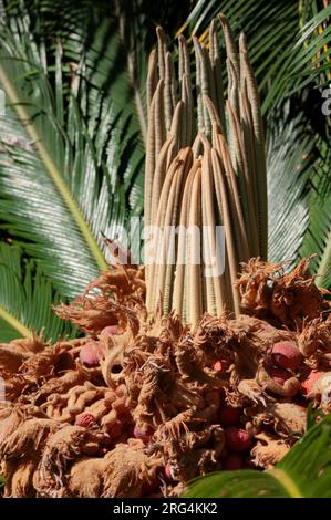 Italie, Ligurie, palmier sagou, Cycas revoluta, graines matures Banque D'Images