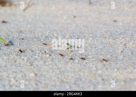 fourmis travaillant et portant des feuilles Banque D'Images