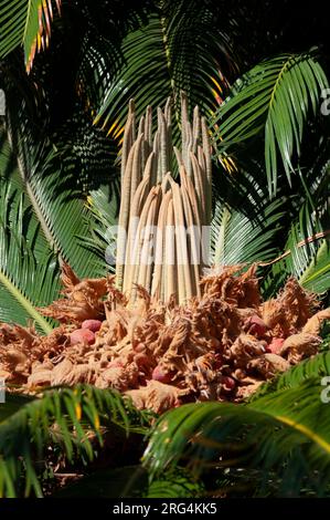 Italie, Ligurie, palmier sagou, Cycas revoluta, graines matures Banque D'Images