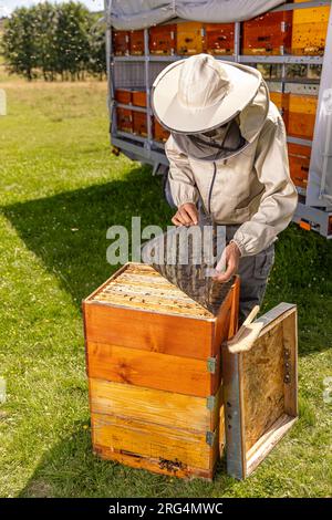 Apiarist avec équipement complet vérifiant les ruches Banque D'Images