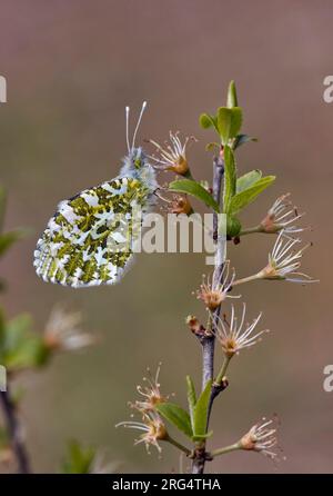 Orange Tip femelle perchée sur blackthorn. Molesey RESERVOIRS nature Reserve, West Molesey, Surrey, Angleterre. Banque D'Images