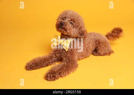 Mignon chien Maltipoo avec noeud papillon jaune sur le cou sur fond orange Banque D'Images