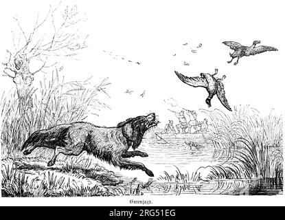 Canards de chasse, animaux sauvages et scènes de chasse,, Illustration historique about1860 Banque D'Images