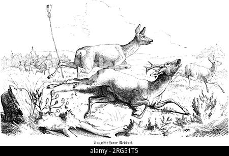 Roes and a Wounded Roebuck Bellowing, REH und Rehbock, animaux sauvages et scènes de chasse,, Illustration historique about1860 Banque D'Images