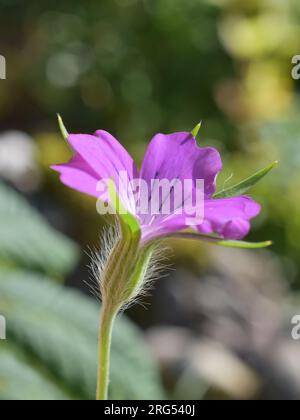 La plante commune de maïs-coque Agrostemma githago fleur rose Banque D'Images