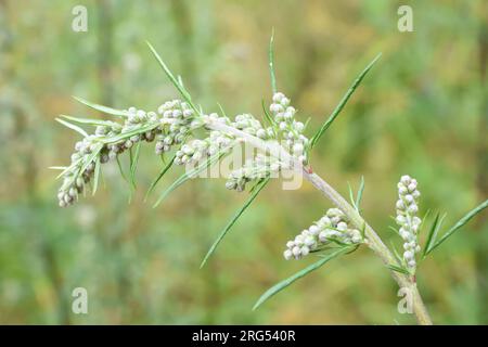 Artemisia vulgaris bouton floral allergène de l'armoise commune Banque D'Images