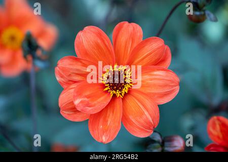 Dahlia Bishop d'Oxford, fleur Banque D'Images