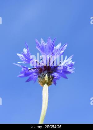 Centaurea cyanus bleu fleur de maïs closeup sur fond de ciel bleu Banque D'Images