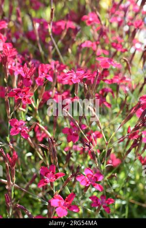 Dianthus deltoides la fleur rose jeune dans un jardin Banque D'Images