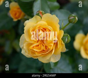 Rosa absolument fabuleuse, fleur Banque D'Images