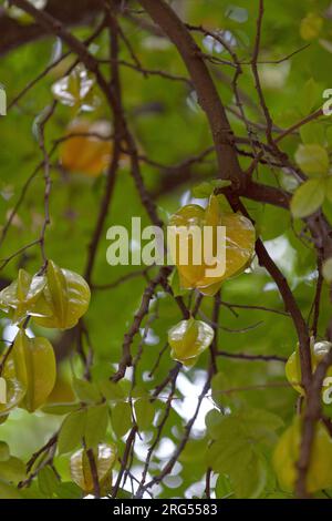 Averrhoa carambola est une espèce d'arbre de la famille des Oxalidaceae ; il a un certain nombre de noms communs, y compris carambole et fruits étoilés. Banque D'Images