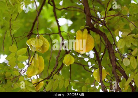 Averrhoa carambola est une espèce d'arbre de la famille des Oxalidaceae ; il a un certain nombre de noms communs, y compris carambole et fruits étoilés. Cette Evergreen Banque D'Images