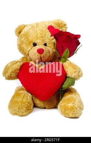 Un ours en peluche doux est assis sur un fond blanc tenant une fleur rose rouge et un cœur rouge. Banque D'Images