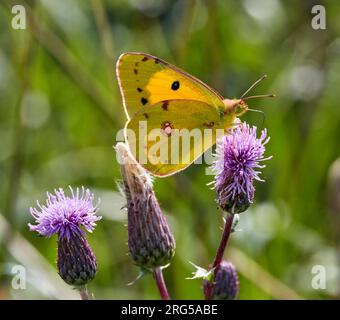 Nectaring jaune nuageux sur les fleurs de chardon. Hurst Meadows, East Molesey, Surrey, Angleterre. Banque D'Images