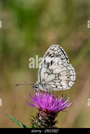 Marbré blanc nectaring sur Knapweed. Molesey RESERVOIRS nature Reserve, West Molesey, Surrey, Angleterre. Banque D'Images