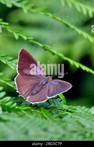 Purple Hairstreak perché sur les fougères. Bookham communes, Surrey, Angleterre. Banque D'Images