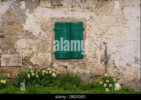 Volets en bois vert sur un bâtiment abandonné à l'extérieur d'Ovaro à Carnia, Udine, Frioul-Vénétie Julienne, ne Italie. C'est le printemps et les jonquilles poussent Banque D'Images