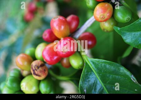 Bouquet de cerises de café de maturation sur la branche d'arbre Banque D'Images