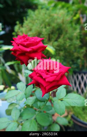 Paire de belles roses rouges fleurissant dans la lumière du soleil du matin Banque D'Images