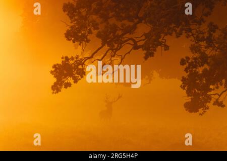 Silhouette de cerf rouge (Cervus elaphus) cerf avec de grands bois sous le chêne dans la brume épaisse tôt le matin dans le pré à l'aube pendant l'ornière en automne Banque D'Images