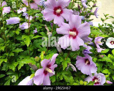 Roselle fleurit en été après la pluie. Hibiscus Banque D'Images