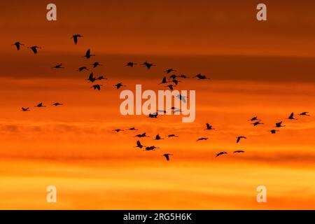 Troupeau migrant de grues communes / grues eurasiennes (Grus grus) en vol silhouetté contre le ciel orange du coucher du soleil lors de la migration en automne / automne Banque D'Images