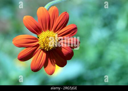 Gros plan d'un seul tournesol mexicain.Nom scientifique est Tithonia rotundifolia. Trouvé de la zone 10 aux États-Unis au Mexique et en Amérique centrale Banque D'Images